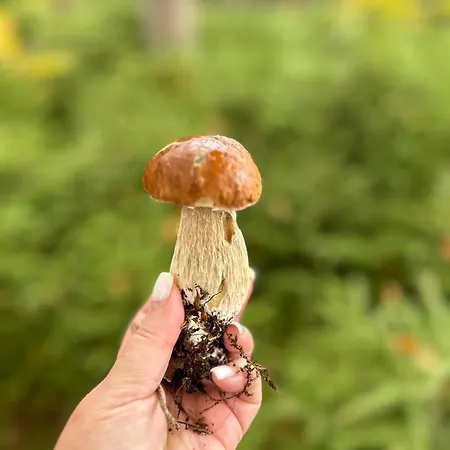 на березі черемошу