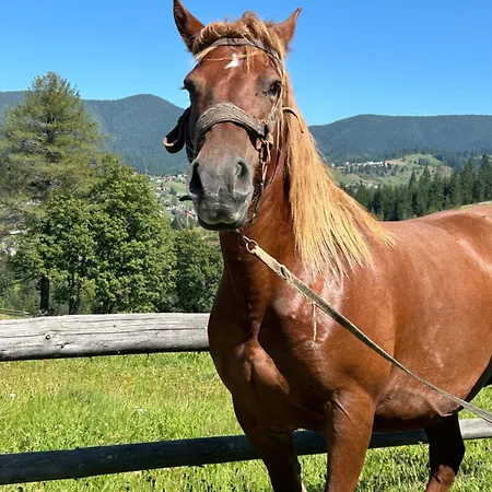 на березі черемошу Hotel