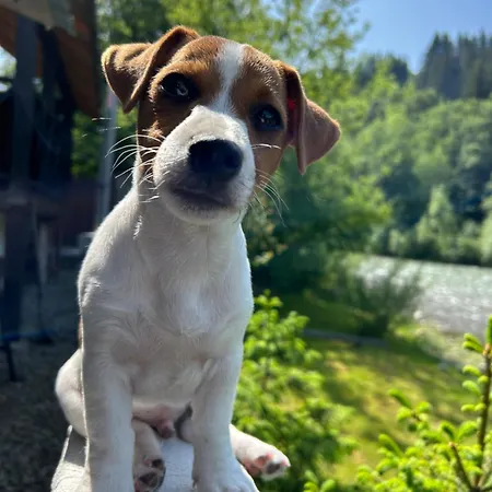 на березі черемошу Hotel *